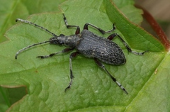 Evodinus clathratus