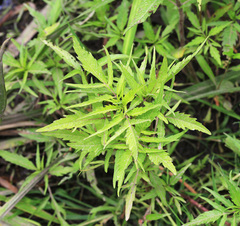 Bidens maximowicziana