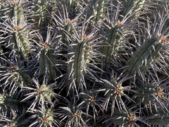 Euphorbia ferox