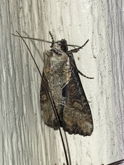 Lateroligia ophiogramma