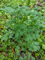 Thalictrum fendleri polycarpum