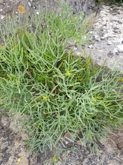 Crithmum maritimum