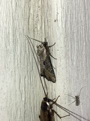 Lateroligia ophiogramma