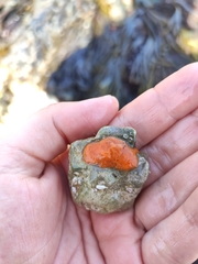 Hymeniacidon perlevis