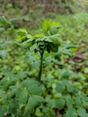 Thalictrum fendleri polycarpum