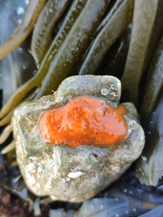 Hymeniacidon perlevis