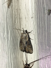 Lateroligia ophiogramma