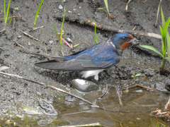 Hirundo rustica