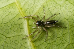 Cosmophasis baehrae