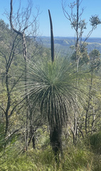 Xanthorrhoea glauca