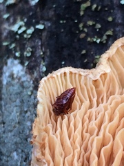 Tanyrhinus singularis