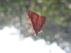 Mnesictena flavidalis