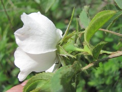Rosa valentinae