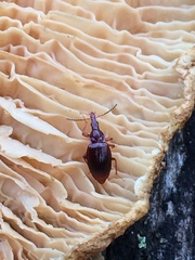 Tanyrhinus singularis