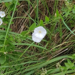 Convolvulus arvensis
