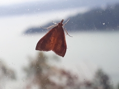 Mnesictena flavidalis