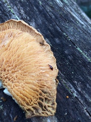 Tanyrhinus singularis