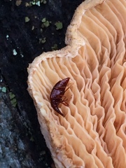 Tanyrhinus singularis