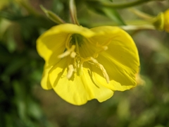 Oenothera