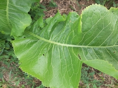 Armoracia rusticana