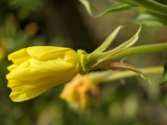 Oenothera