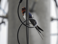 Hirundo rustica