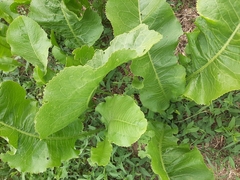 Armoracia rusticana