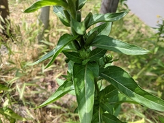 Oenothera