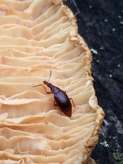 Tanyrhinus singularis