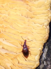 Tanyrhinus singularis
