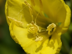 Oenothera
