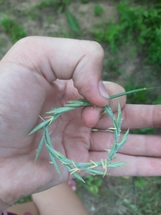 Elymus repens