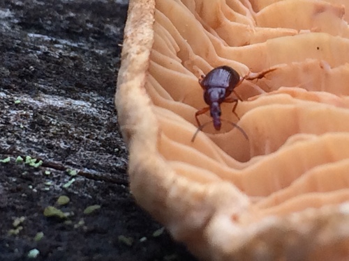 Tanyrhinus singularis