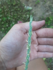 Elymus repens