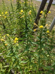 Oenothera
