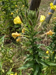 Oenothera
