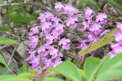 Aerides maculosa