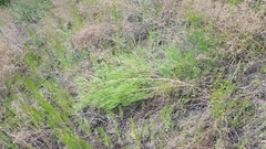 Asparagus burjaticus