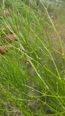Asparagus burjaticus