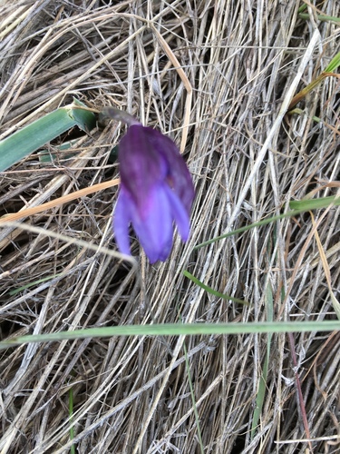 iNaturalist observation photo of blue dicks
