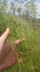 Asparagus burjaticus