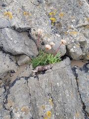 Armeria maritima