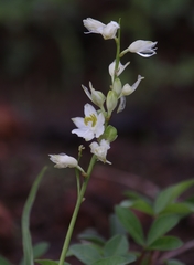 Chlorophytum tuberosum