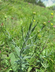 Linum nervosum