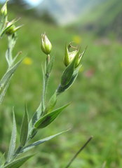 Linum nervosum
