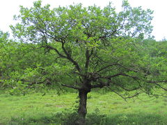 Quercus macranthera