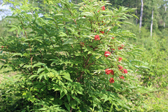 Sambucus racemosa