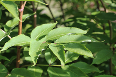 Sambucus racemosa