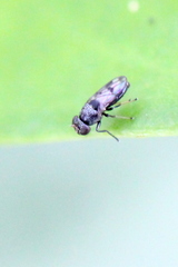 Discomyza maculipennis