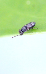 Discomyza maculipennis